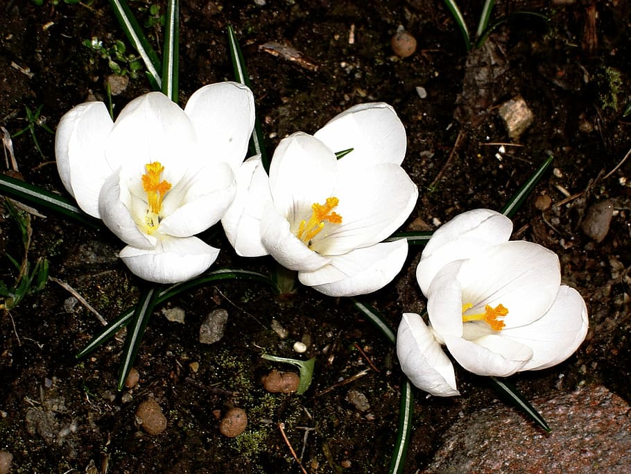 Crocus, Garden, Winter, white color, day, no people, close-up HD wallpaper