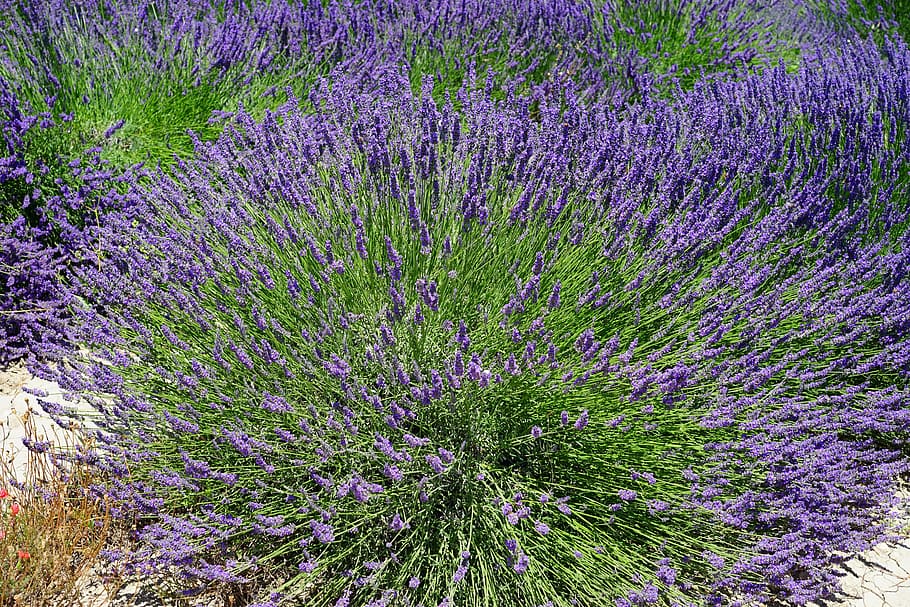 lavender bush, lavender flowers, purple, flora, floral, lavender field, HD wallpaper