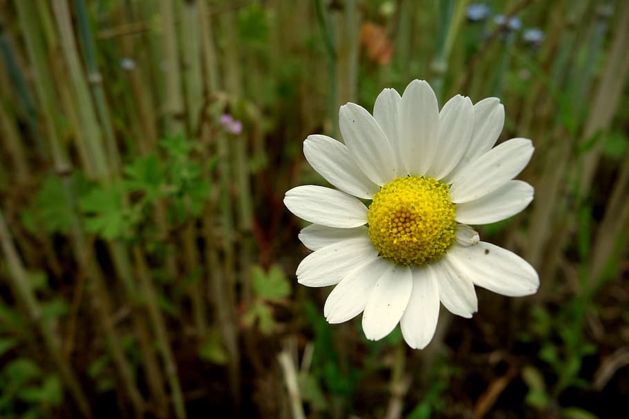 Flower, Chamomile, Field, Meadow, Nature, grass, spring, herbs HD wallpaper