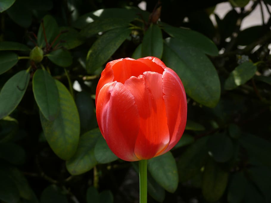 tulip, flower, spring, flowers, red, freshness, plant, leaf HD wallpaper