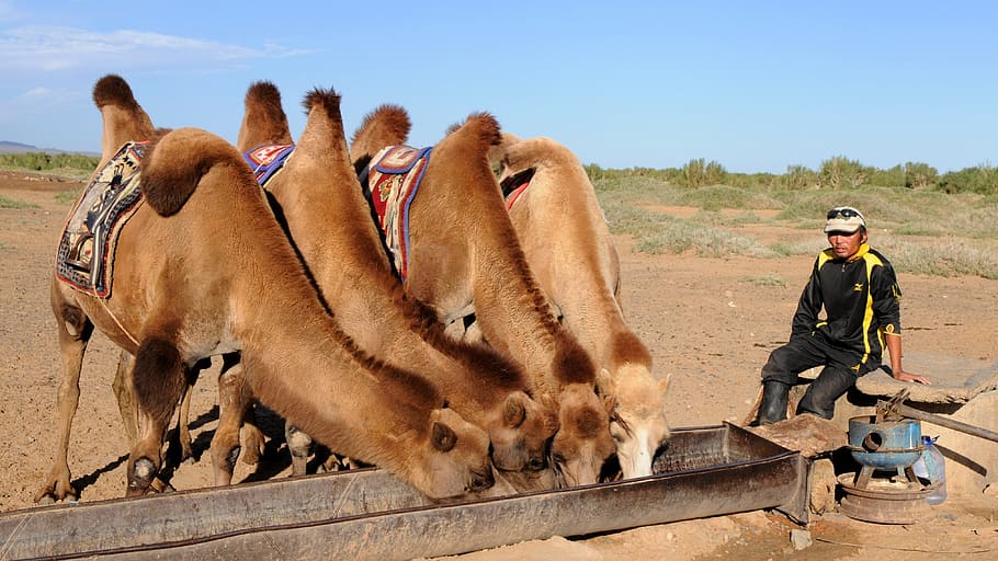 man sitting on chair beside camel feeding on bucket, camels, thirst, HD wallpaper