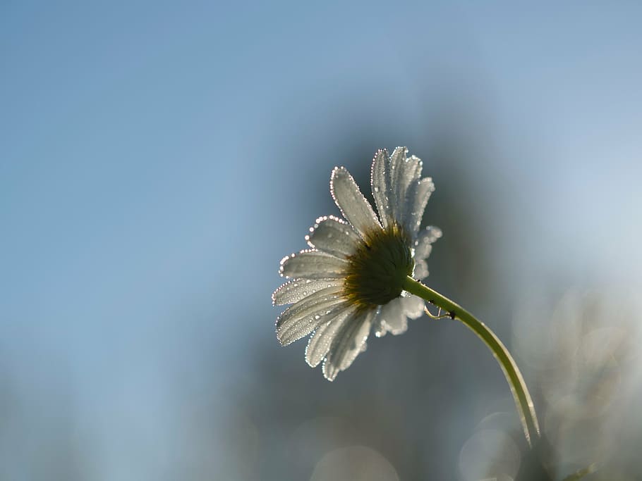 low angle photo of white daisy flower with water droplets, bloom HD wallpaper