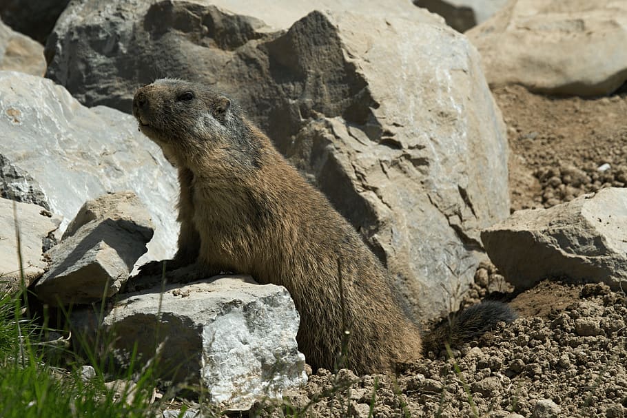 marmot, rodent, marmota, marmot engineering, furry, alpine marmot, HD wallpaper