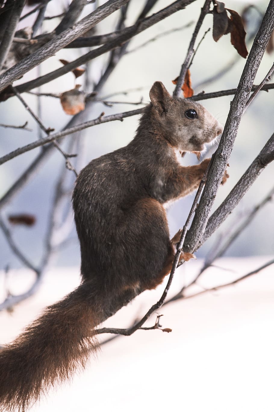 squirrel, nature, malaga, painting, animal, rodent, park, animals, HD wallpaper