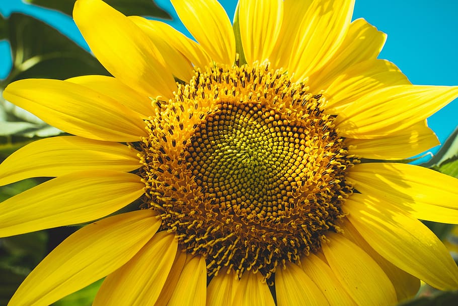 bloom, blooming, blossom, bright, close-up, color, flora, flower HD wallpaper