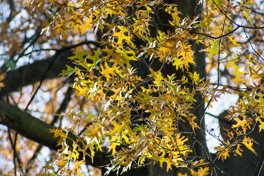 tree, oak, oak leaves, colorful, autumn, autumn gold, konary HD wallpaper