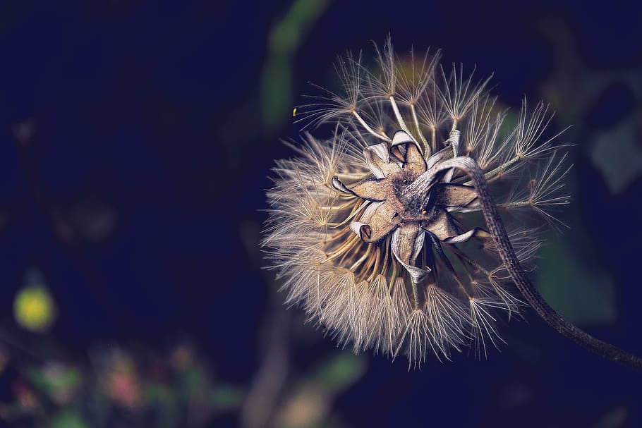 shallow focus photography of white dandelion flower, nature HD wallpaper