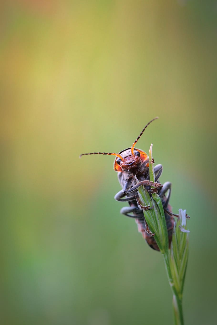 beetle, insect, animal, macro, probe, close, flight insect HD wallpaper