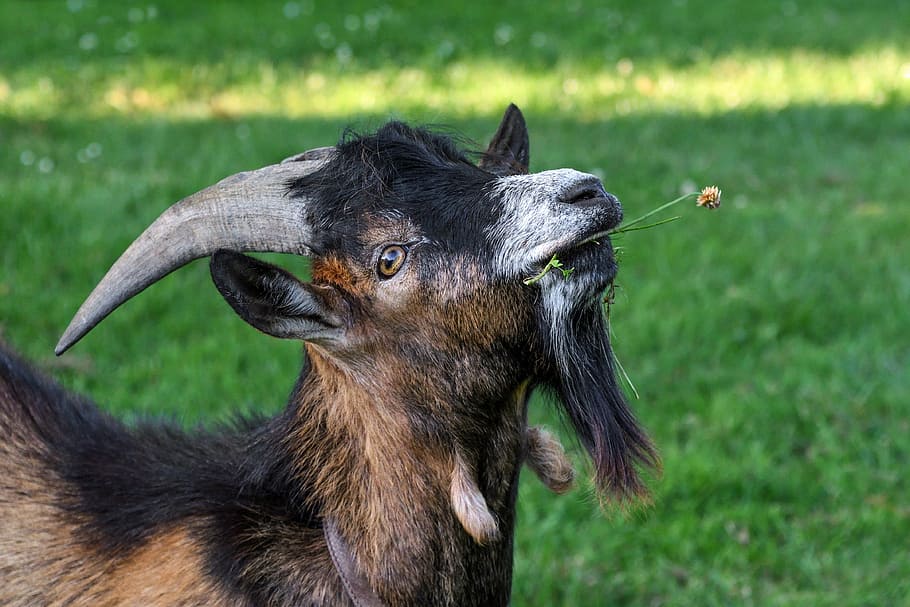 Goat, Eat, Grass, Horns, young, one animal, animal themes, close-up HD wallpaper