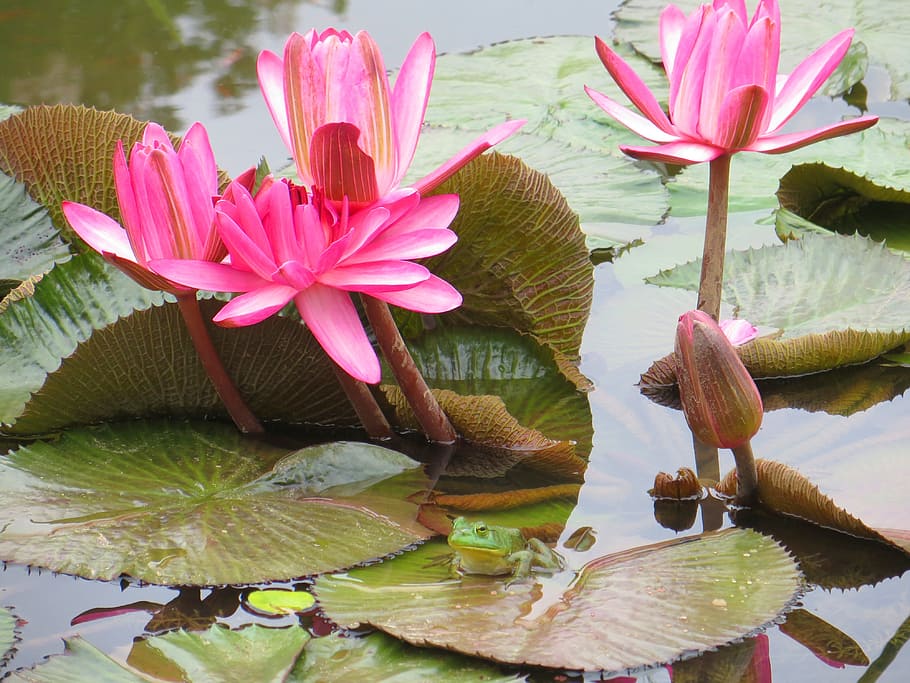 frog, pond, water, green, animal, amphibian, nature, aquatic HD wallpaper