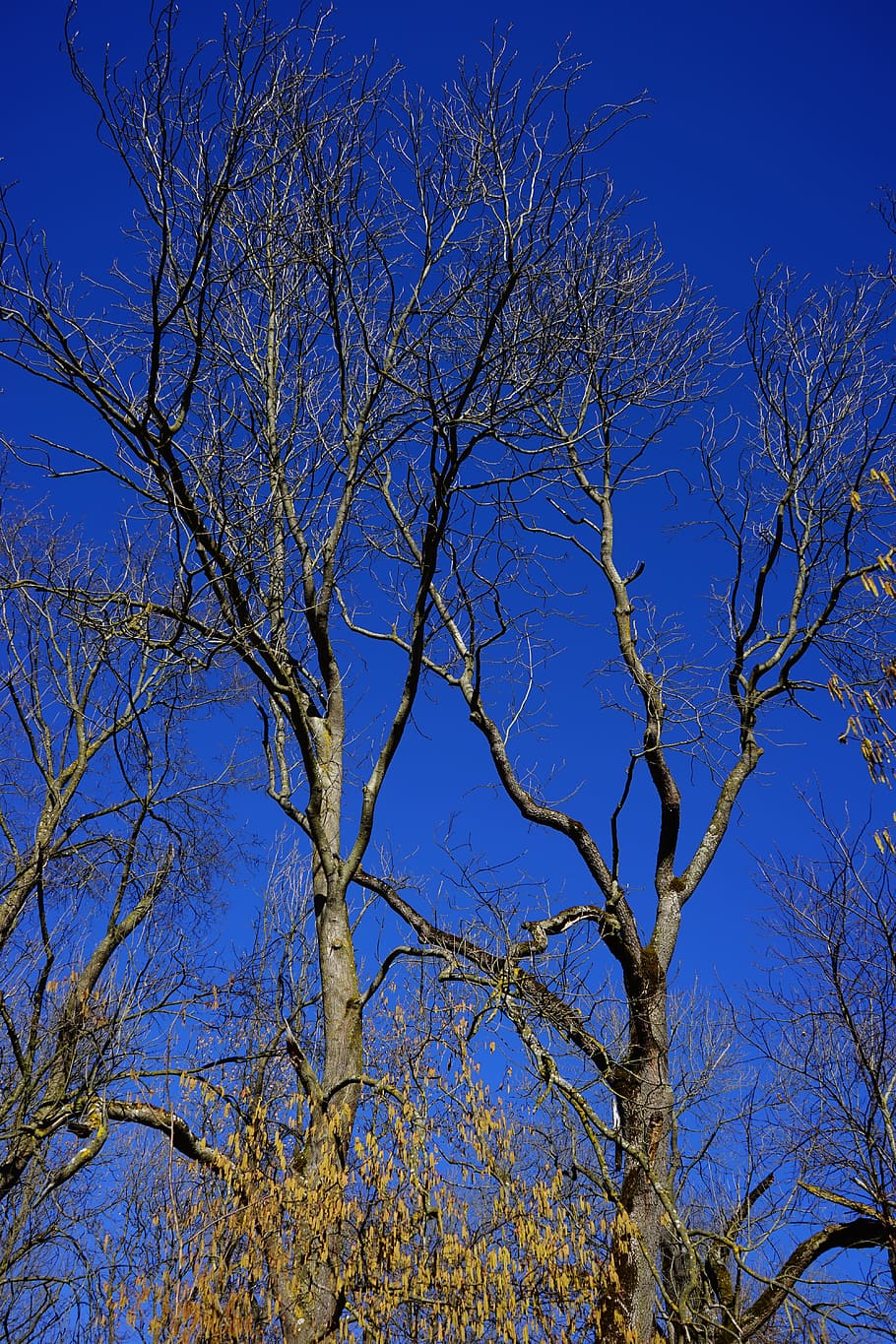 Oak, Trees, Deciduous Tree, Sky, Blue, bare tree, nature, no people HD wallpaper