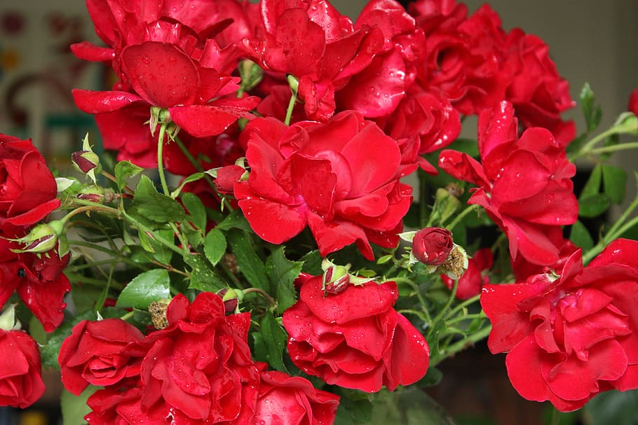 Roses, Strauss, Flower, Red Rose, nature, plant, rose - Flower HD wallpaper