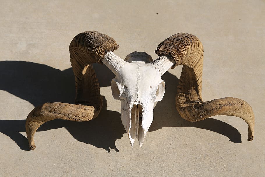 white and brown antler, skull, mammal, horn, animal body part