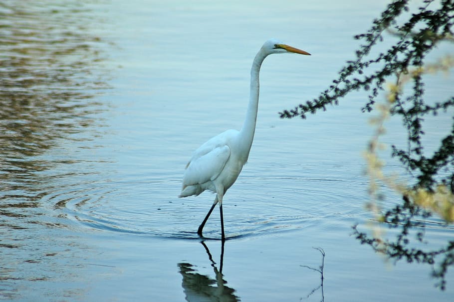 great egret, bird, water, nature, white, lake, wading, beak, HD wallpaper