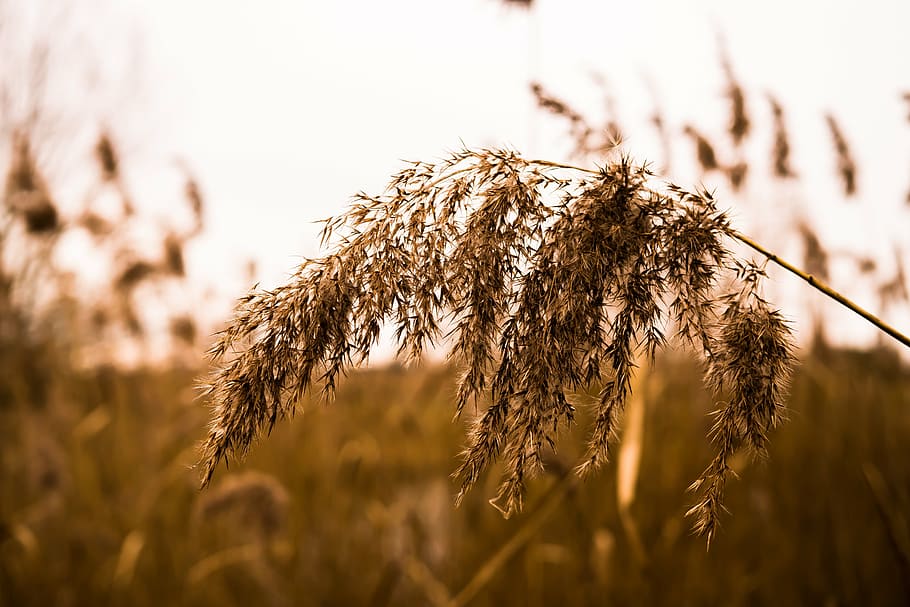 grass, halme, quaking grass, close, blades of grass, nature HD wallpaper
