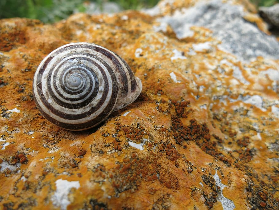 Shell, Stone, Spiral, Snail, animal shell, one animal, gastropod HD wallpaper