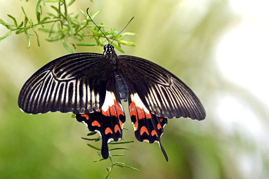 black and red swallowtail butterfly perched on green leaf during daytime