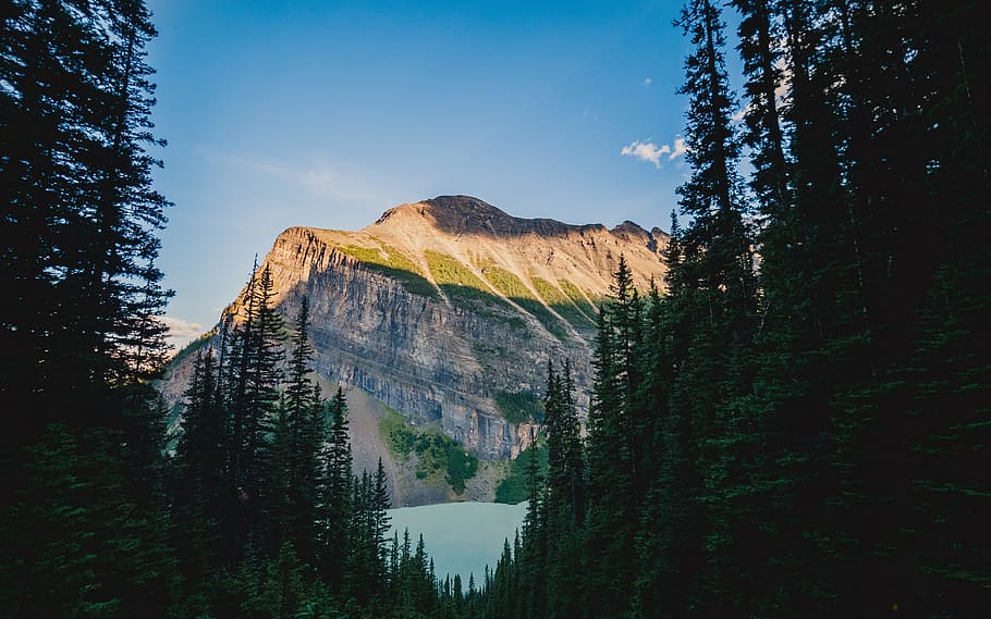 Conifer, Fir, Trees, Forest, Landscape, fir trees, mountain HD wallpaper