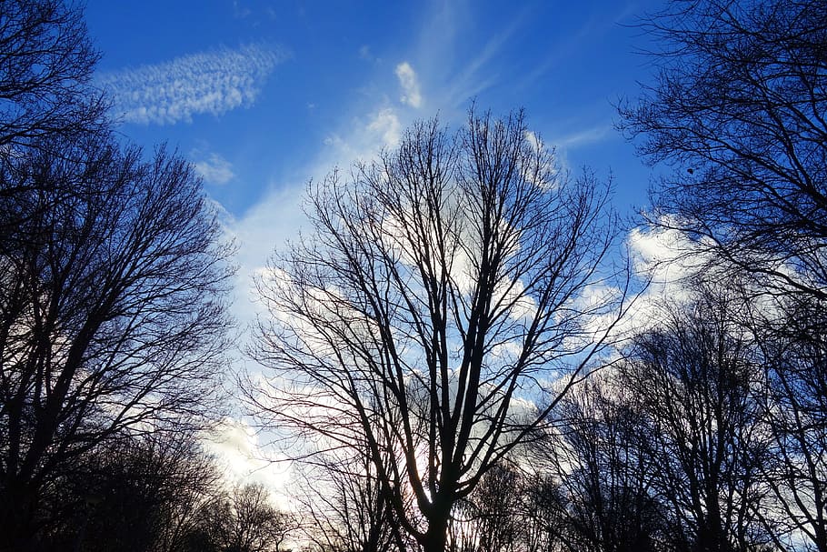 tree, bare tree, tree top, branch, bare branch, winter tree HD wallpaper