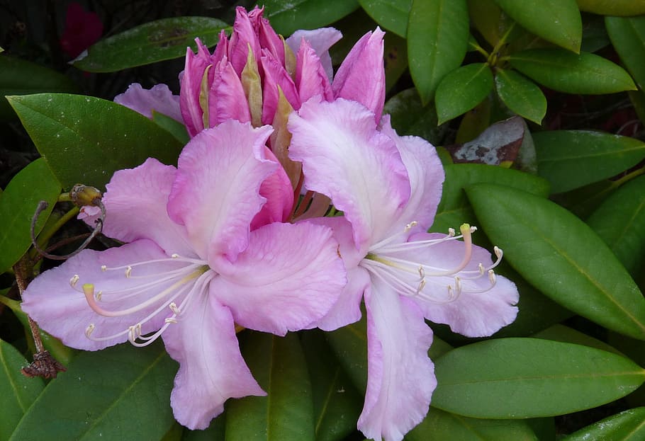 rhododendron, pink, spring, flower, flowering plant, beauty in nature HD wallpaper