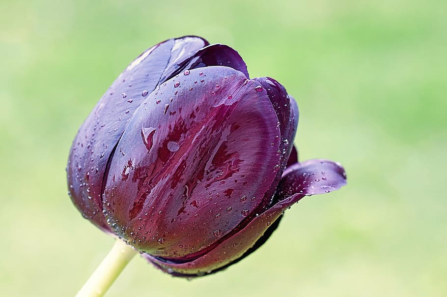 flower, tulip, spring, blossom, bloom, purple, garden, nature HD wallpaper