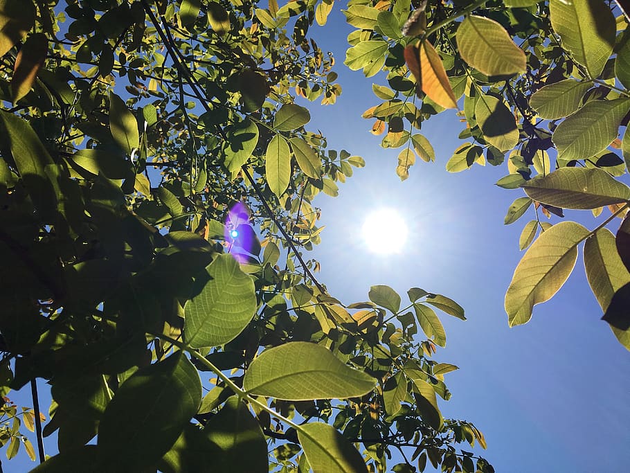 summer, sun, cherry tree, walnut, heat wave, leaf, low angle view HD wallpaper