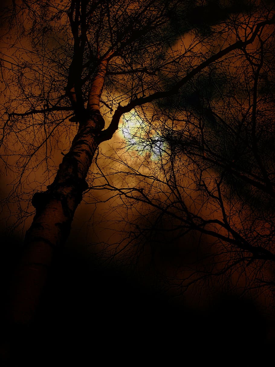 leafless tree during sunset, beautiful, sky, clouds, orange HD wallpaper