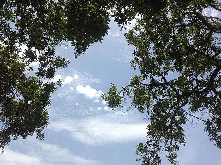 tree, branches, sky, nature, sunlight, outdoors, plant, growth HD wallpaper