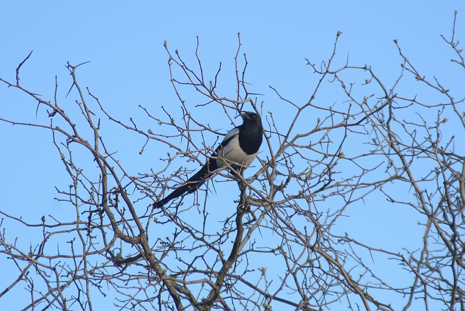 pie, bird, tree, nature, branches, sky, ornithology, predator HD wallpaper