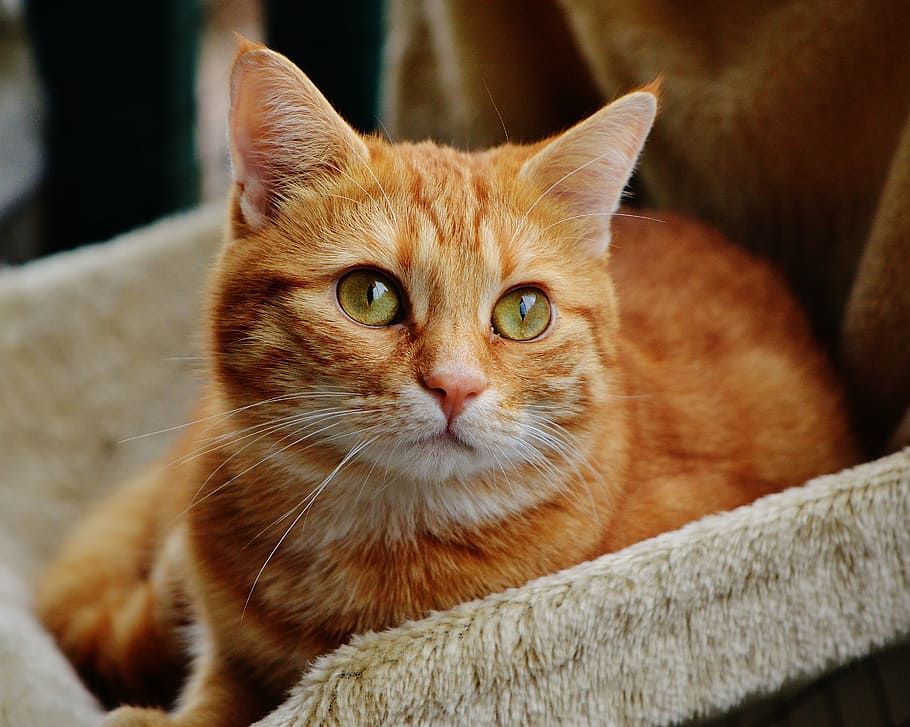 photography of orange Tabby cat, red, cute, mackerel, tiger HD wallpaper