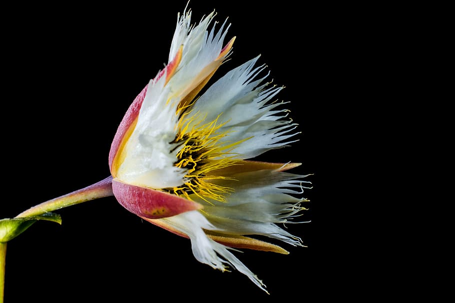 blossom, bloom, white, flowering twig, nature, black background HD wallpaper