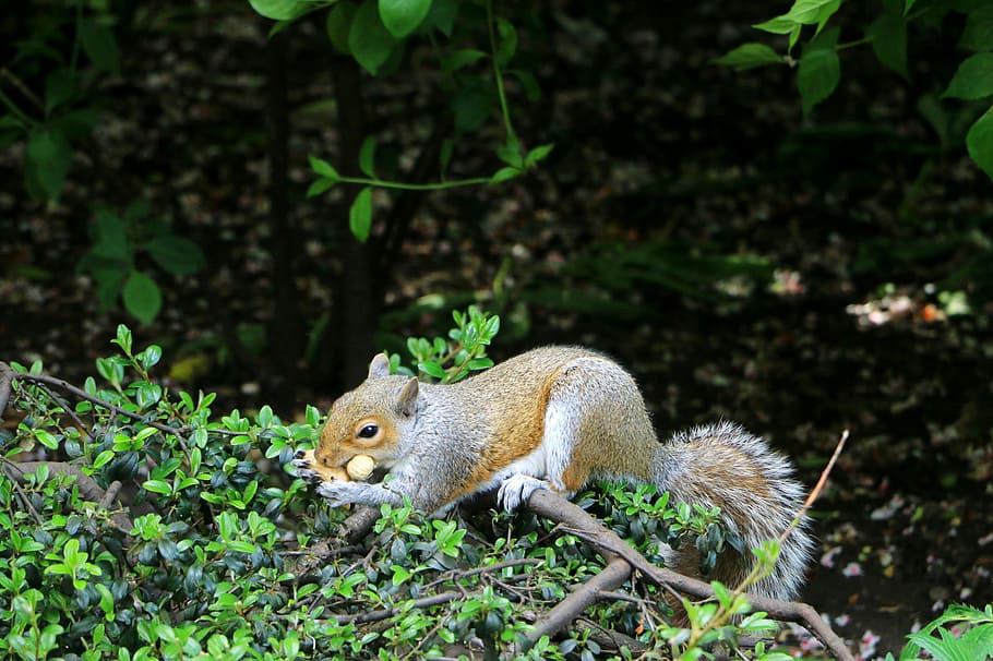 Squirrel, Forest, Animal, Fur, Small, nature, furry, nut, one animal HD wallpaper