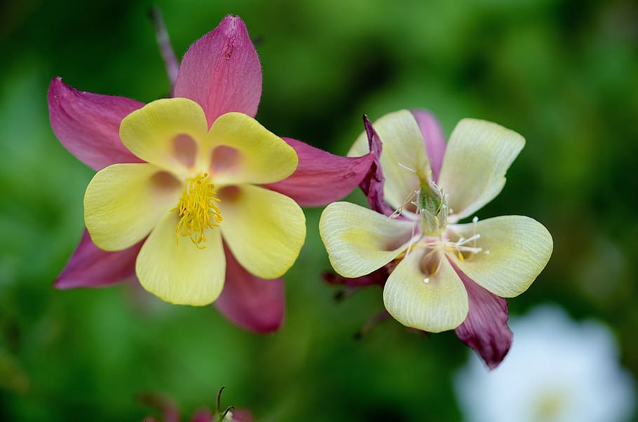 selective focus photography of yellow-and-pink petaled flowers HD wallpaper