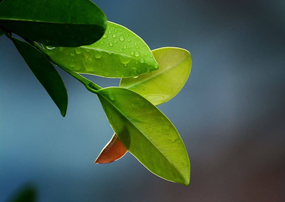 leaves, leaf, green, nature, green leaf, green leaves, environment HD wallpaper