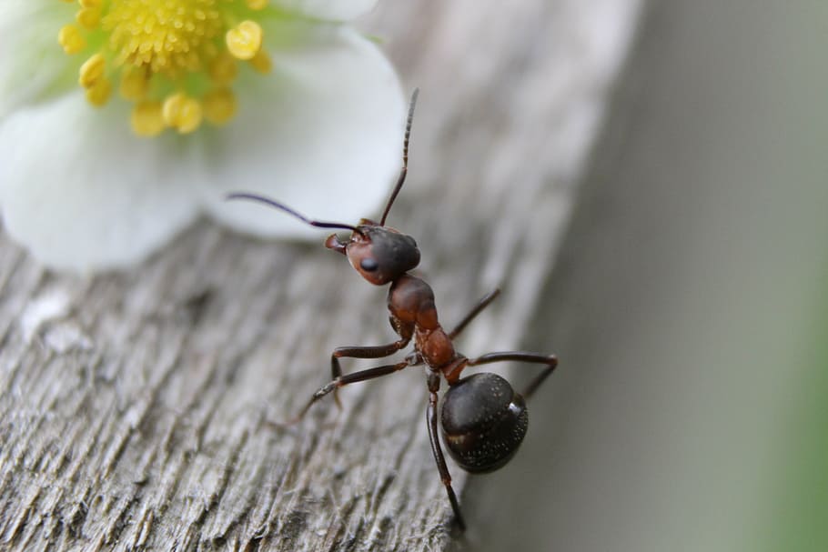 black ant on white flower, ants, nature, insect, macro, animal HD wallpaper