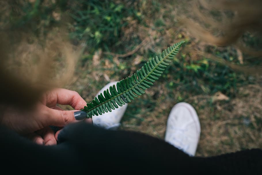 fern, green, leaf, blur, outdoor, human hand, one person, human body part HD wallpaper