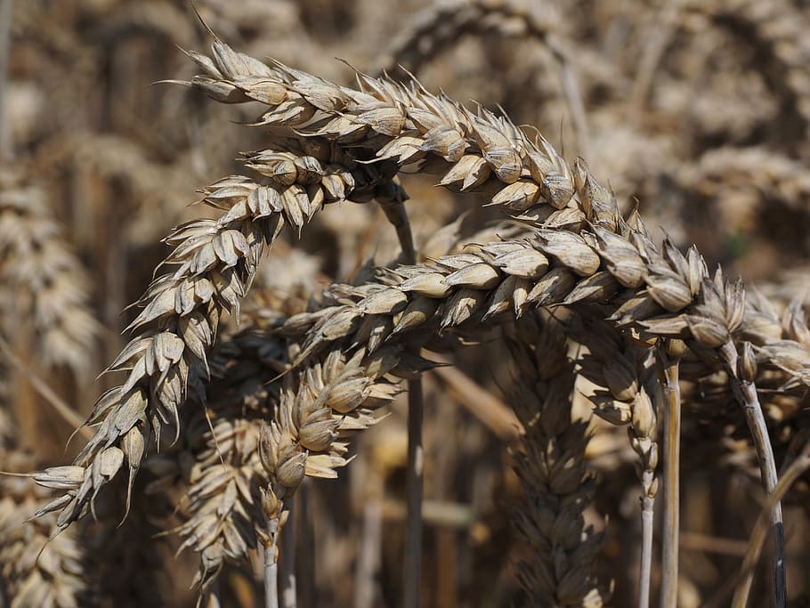 HD wallpaper: wheat, spike, cereals, grain, field, wheat field ...