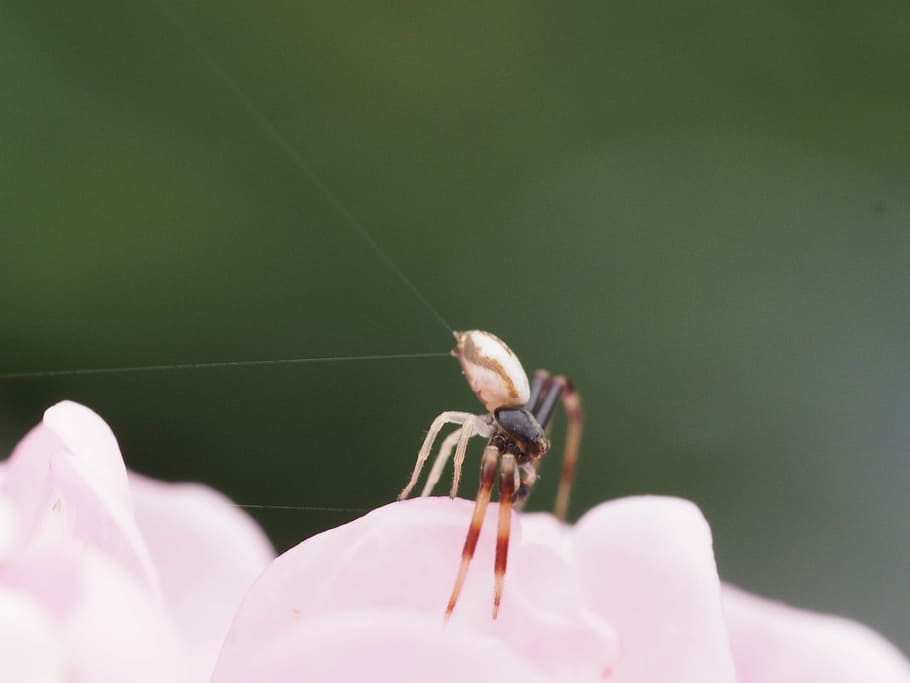 close, macro, insect macro, cobweb, spider, garden, fauna, arachnid HD wallpaper