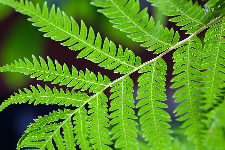 background, botany, bright, close-up, detail, eco, ecology HD wallpaper