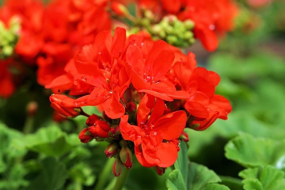 Flower, Blossom, Bloom, Nature, Plant, red, geranium, growth HD wallpaper