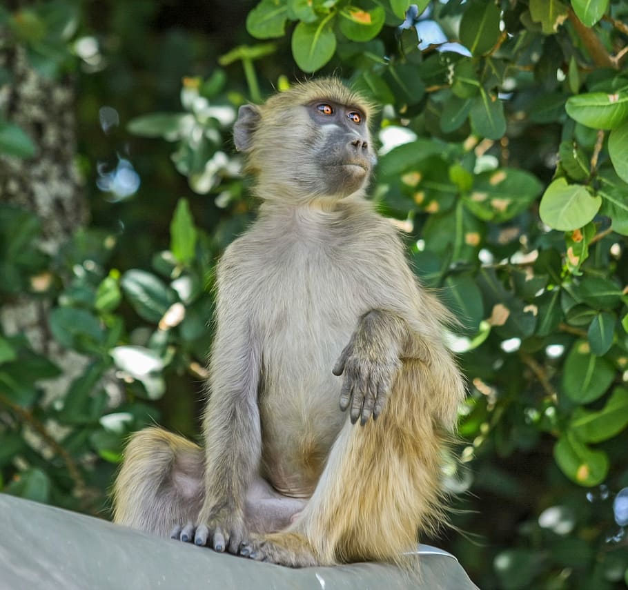 baboon, monkey, primate, sitting, botswana, brown, animal themes HD wallpaper