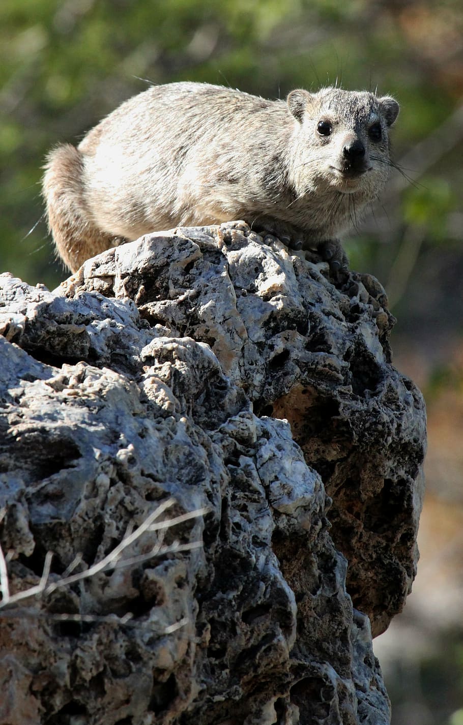hyrax, rock, namibia, animal, mammal, wildlife, rodent, squirrel