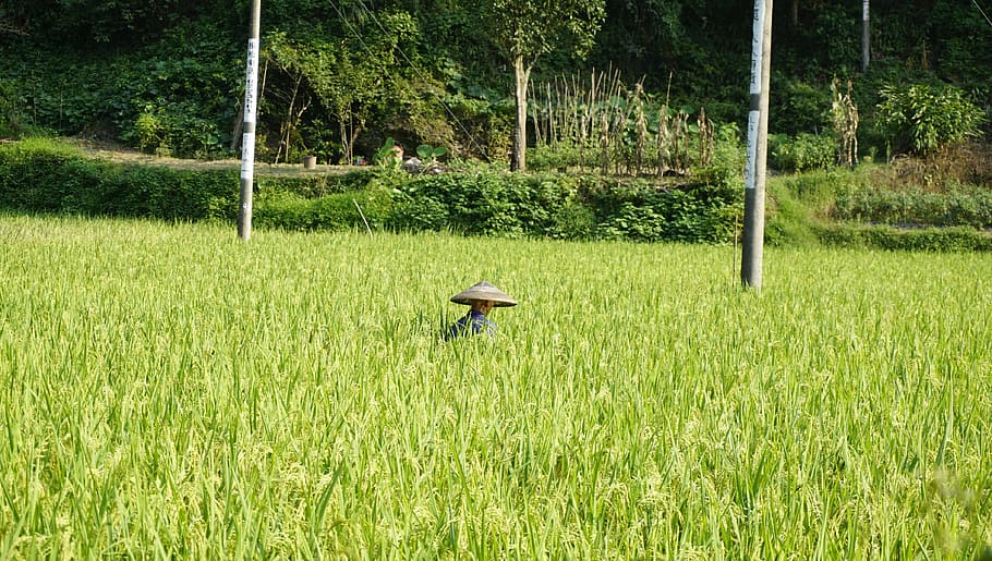 rice, farmer, humanities, plant, green color, tree, grass, field HD wallpaper