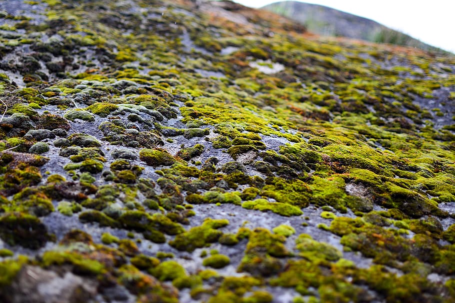 moss, rock, stone, nature, outdoor, environment, fresh, mountain HD wallpaper