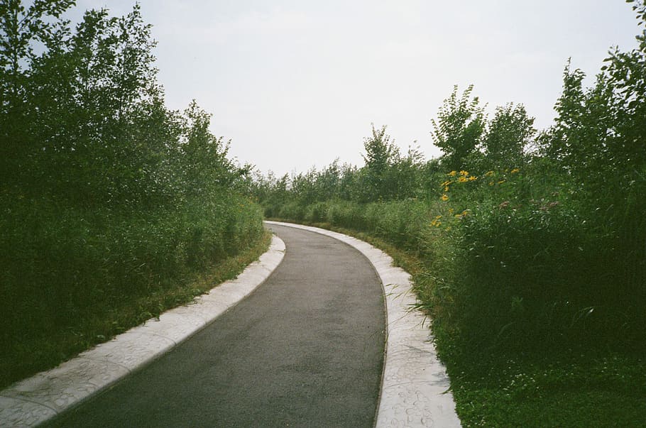 black top road, empty asphalt road, tree, path, street, countryside HD wallpaper