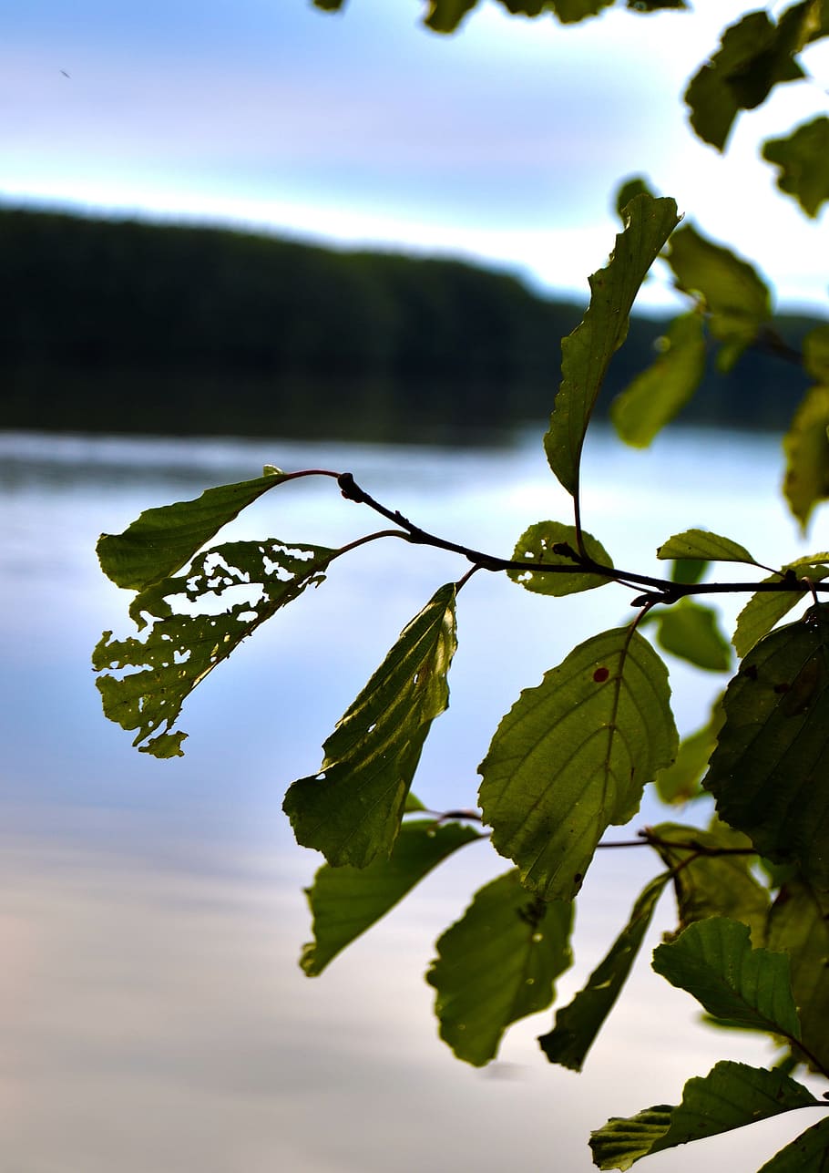 Foliage, Green, Branch, Tree, leaf, no people, green color HD wallpaper
