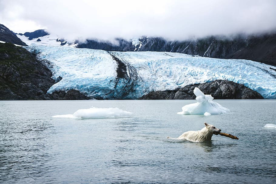 dog biting stick in water, polar bear biting fish on body of water HD wallpaper