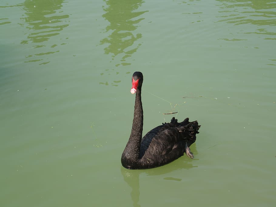 black swan, volatile, pond, water, lake, animals in the wild HD wallpaper