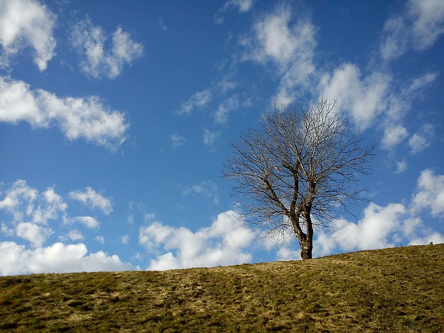 Tree, Kahl, Hill, Clouds, Grass, sky, walnut, blue, lonely HD wallpaper