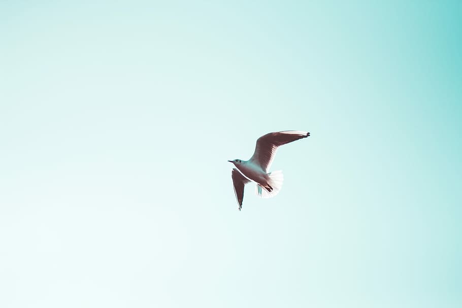 white seagull under blue sky, bird flying in the sky, wing, animal wildlife HD wallpaper